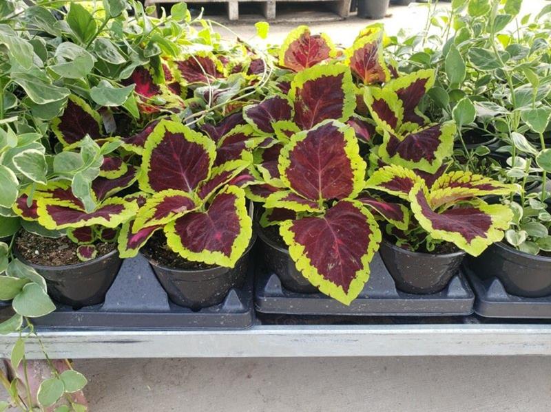 Landmark Landscaping Services LLC Aledo, IL